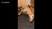 Terrified greyhound has meltdown thanks to scary fireworks