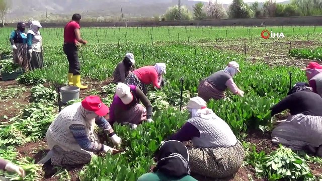 - İstanbul İl Sağlık Müdürlüğü, yaşanan ıspanak zehirlenmeleri ile ilgili açıklama yaptı. Açıklamada, 108 kişinin sağlık kuruluşlarına başvurduğu 80’inin taburcu olduğu 28’inin ise gözlem altında tutulduğu belirtildi.