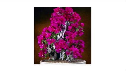 Bonsai Tree Gardener