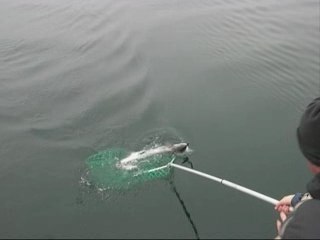 Lake Trout January 2008