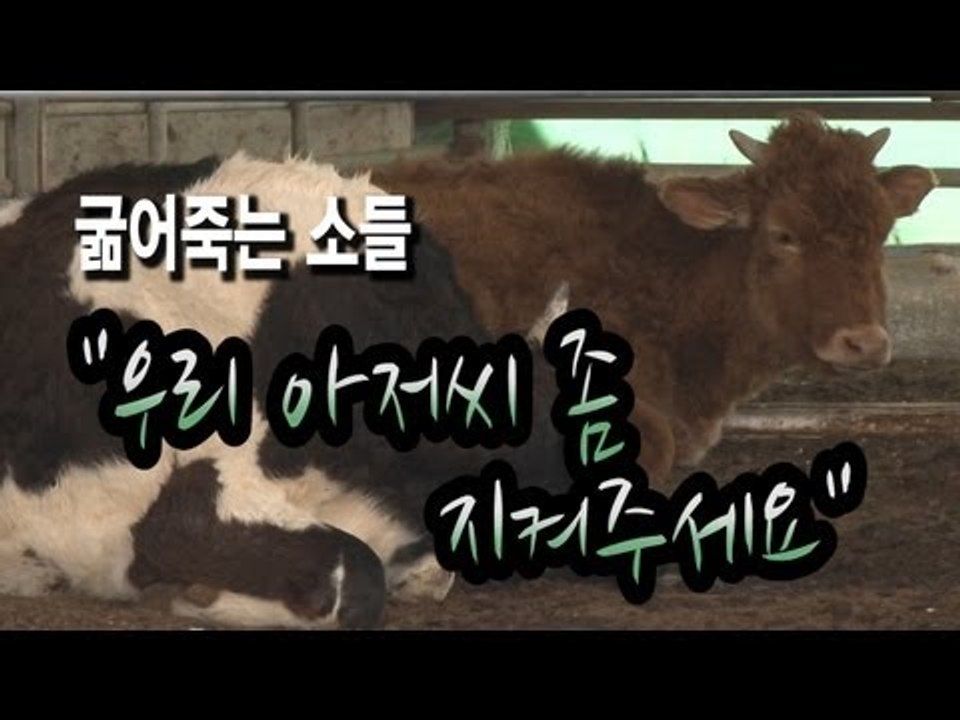 NocutView - 굶어죽는 소들 "우리 아저씨 좀 지켜주세요"