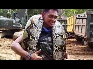 Detik Detik Puslatpur TNI AD Lepas Ular Piton 8 Meter