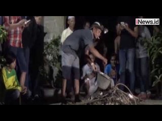 Meresahkan, Buaya 3 Meter Ditangkap Warga Bangka Belitung