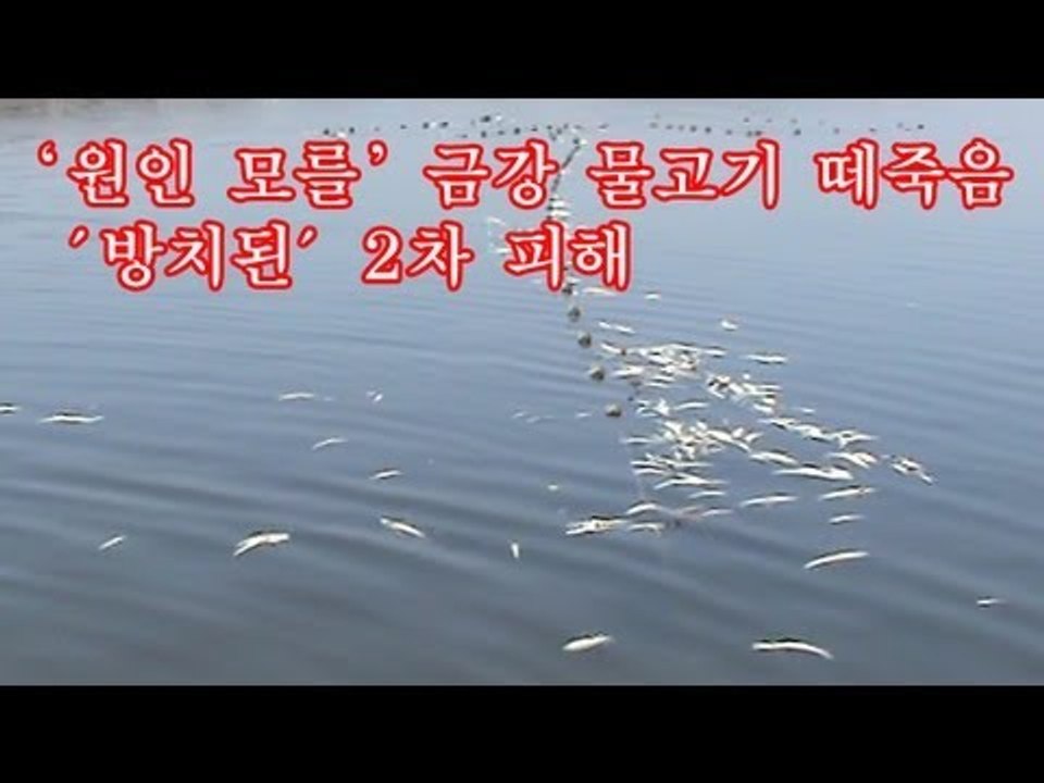 NocutView - '원인 모를' 금강 물고기 떼죽음...'방치된' 2차 피해