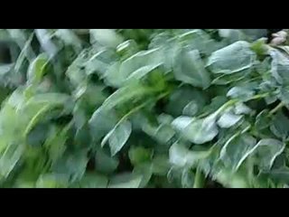 Video Dieng Diselimuti Embun Es, Suhu Minus 9 Derajat Celcius