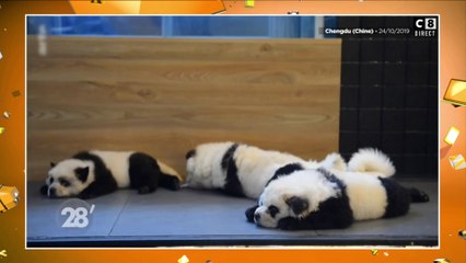 Chine : Des chiens peints et transformés en pandas