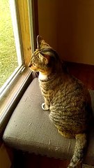 Cat Destroys Chair