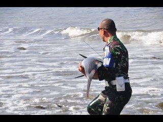 Video Detik-Detik Prajurit TNI Selamatkan Lumba-Lumba di Pantai Klatak Tulungagung