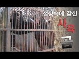 [NocutView] 철창속에 갇힌 사육 곰