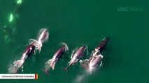 Research Drone Captures Loving Moments Between Killer Whale Mother And Calf