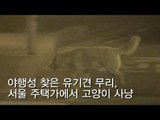 [제보 영상] 고양이 물어 죽이는 유기견들...시민들 불안
