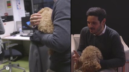 Lucas, el perro de Albert RIvera, se divierte en la redacción de El Mundo