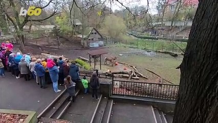 Visitors Get Free Entry into Zoo for Bringing in Pumpkins for the Animals to Eat & Play With!