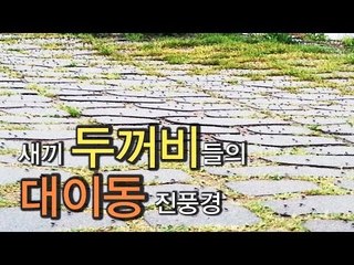 [NocutView] 새끼 두꺼비들의 대이동 진풍경