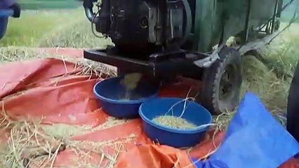 #5 CN Vlog | CẢNH LÀNG QUÊ VÀO VỤ MÙA! THẬT GIẢN DỊ VÀ BÌNH YÊN