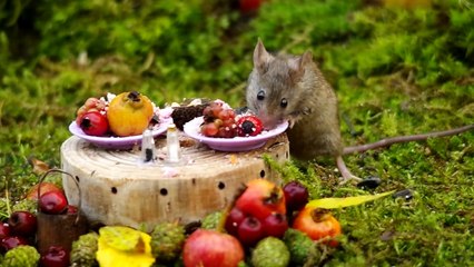 George the Mouse in a Log pile House - dinner time