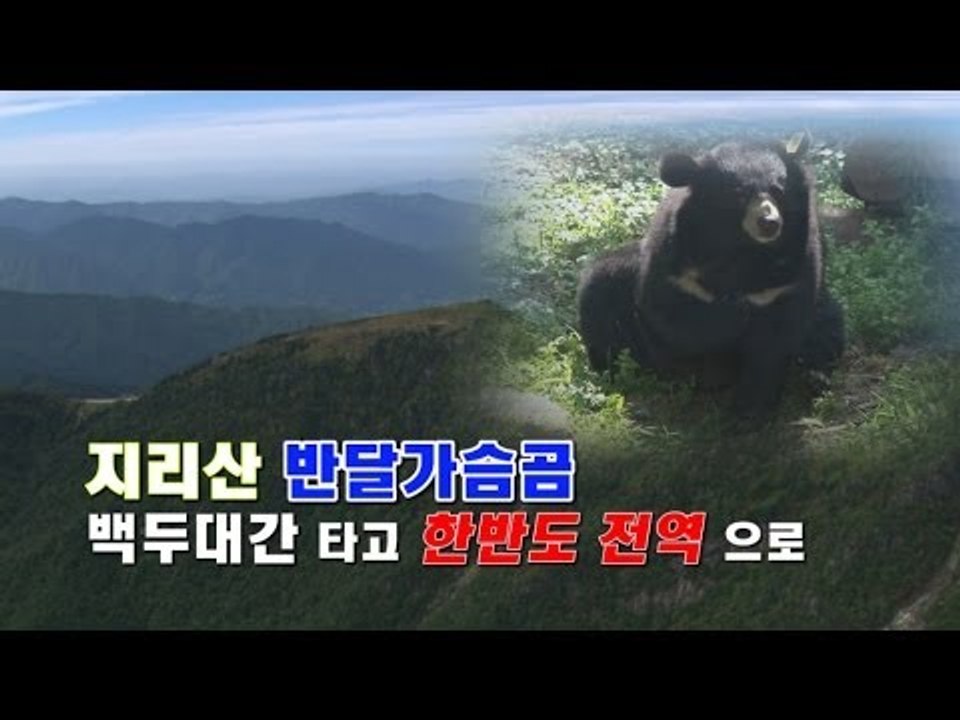 [NocutView] 지리산 반달가슴곰, 백두대간 타고 한반도 전역으로