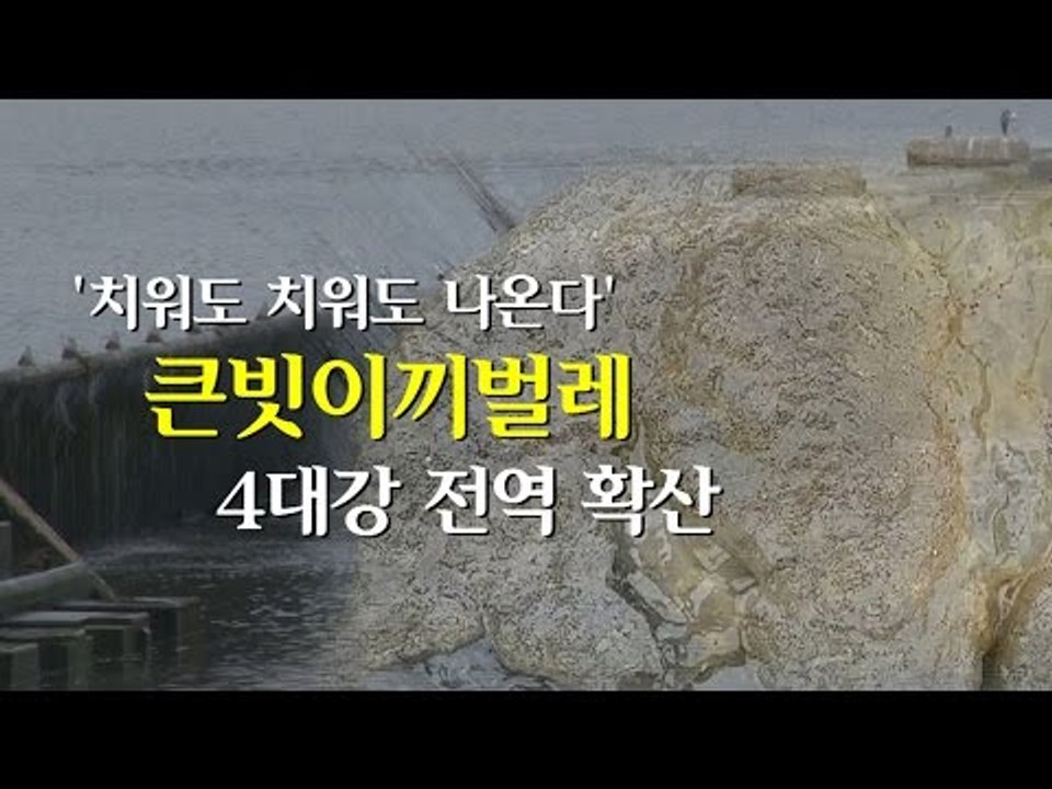 [NocutView] '치워도 치워도 나온다' 큰빗이끼벌레, 4대강 전역 확산