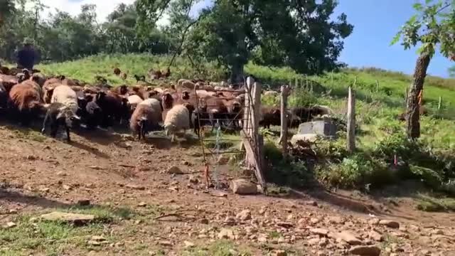 Acuerdo en el sector cárnico para que las granjas se sometan a controles que garanticen el bienestar animal en todo el proceso de producción