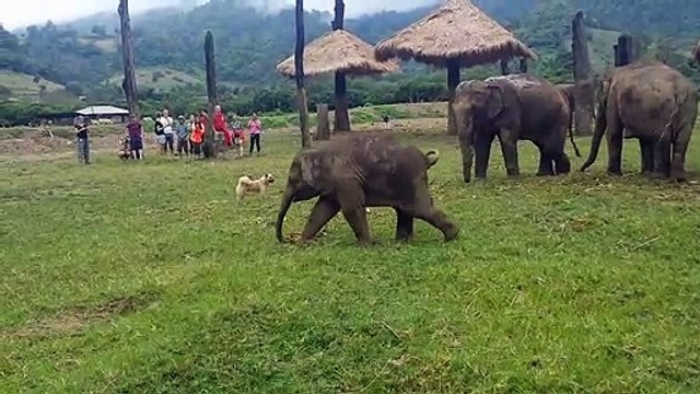 Un éléphant essaye d’attraper un chiot, mais n’y arrive pas et se met en colère
