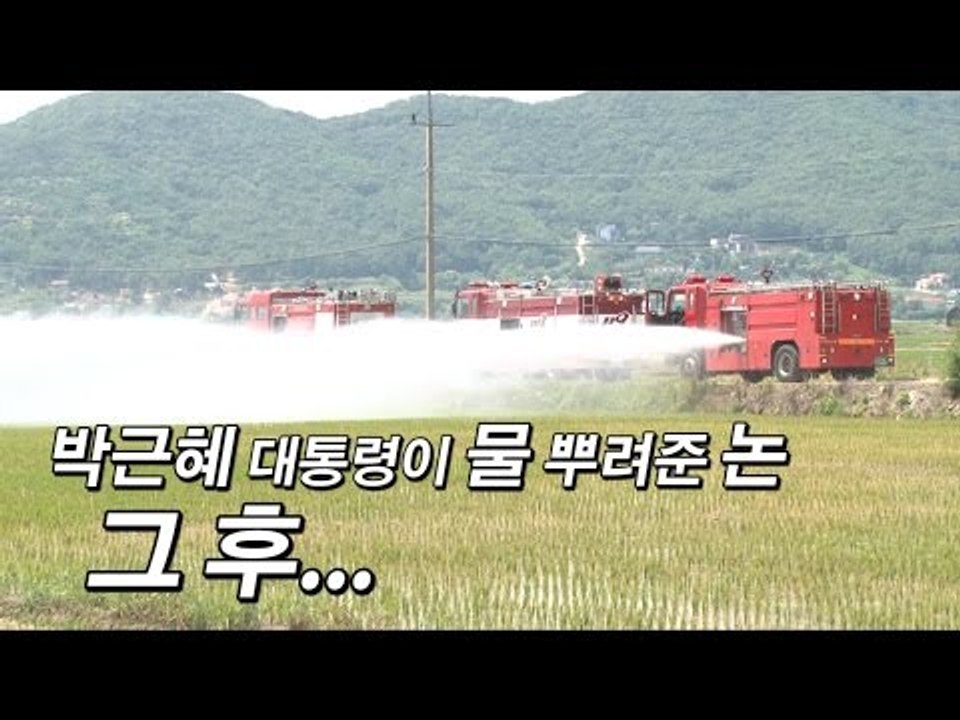 [NocutView] 박근혜 대통령이 물 뿌려준 논 그 후...
