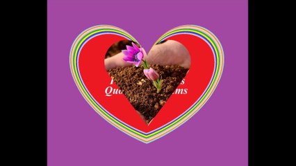 Planted my feelings in the soil of your heart! [Quotes and Poems]