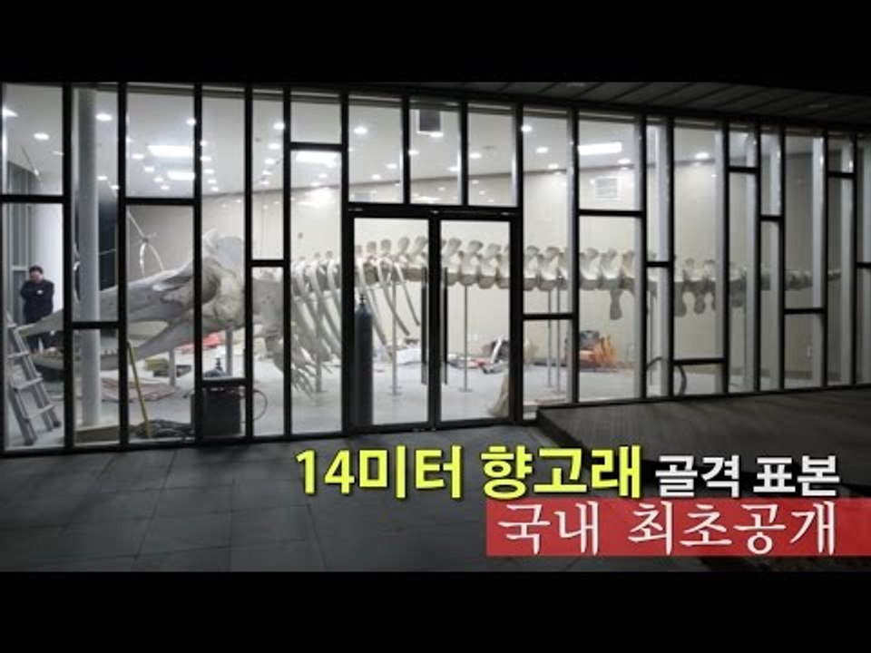 [단독 영상] 14미터 향고래 골격 표본 국내 최초 공개