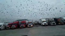 Des milliers d'oiseaux envahissent les toits de camions sur une aire d'autoroute !