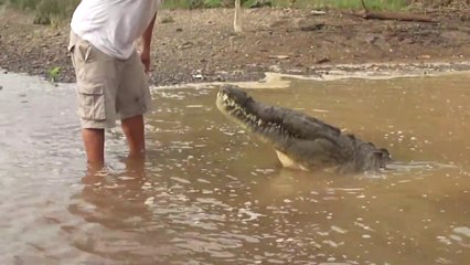 Il nourrit un énorme crocodile sauvage à la main