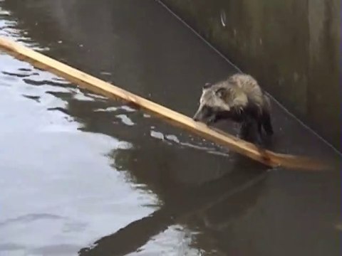 Ils se mobilisent pour sauver un raton laveur tombé dans un canal