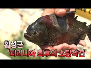 [영상] 횡성군 ‘피라니아 최후의 소탕 작전'
