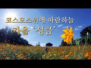 [영상] 코스모스 위에 파란하늘... 가을 '성큼'