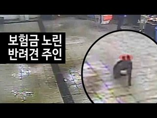 '보험금이 탐나' 반려견 교통사고로 위장