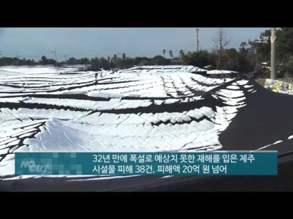 [NocutView] '눈폭탄' 제주 폭설 피해 현장