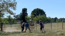 Catching An Alpaca Isn't As Easy As You'd Think