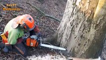 Amazing Cutting Big Tree Whit Small Chainsaw Machines - Skills Tree Felling Woodcutter Turbo Machine