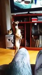 Pup Prefers Two Legs