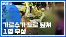 서울 도심서 가로수 도로 덮쳐...오토바이 몰던 남성 다쳐 / YTN