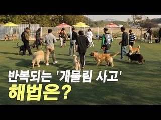 '개물림' 사고 예방 펫티켓... 반려견 기본 복종교육 기초 6단계