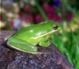 Baby Einstein 03 - Baby Shakespeare - World Of Poetry (06mos)