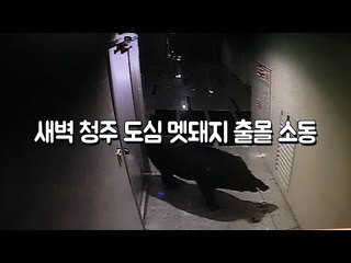 [현장영상] 멧돼지, 심야 술집 기습 사건