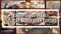 ESCORPIOES do Brasil - Evolucao, Morfologia e Especies