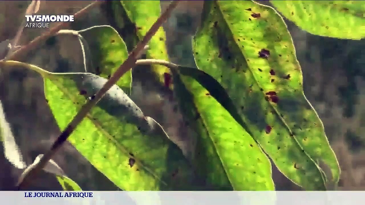 Au Sénégal, les baobabs de Bandia sacrifiés sur l'autel d'une cimenterie