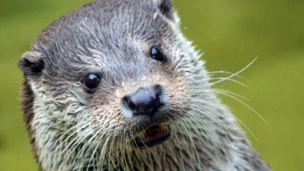 Castor candanto MEU ABRIGO da melim