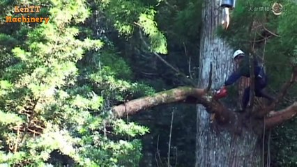 Amazing Cutting Down Big Tree Fast Skill Machine works - Feeling Tree Chainsaw Of The Japanese