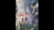 Amazing Dangerous Tree Felling With Chainsaw Equipment - Extreme Cutting Down Biggest Tree Machines