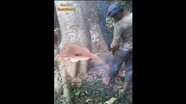 Amazing Dangerous Tree Felling With Chainsaw Equipment - Extreme Cutting Down Biggest Tree Machines