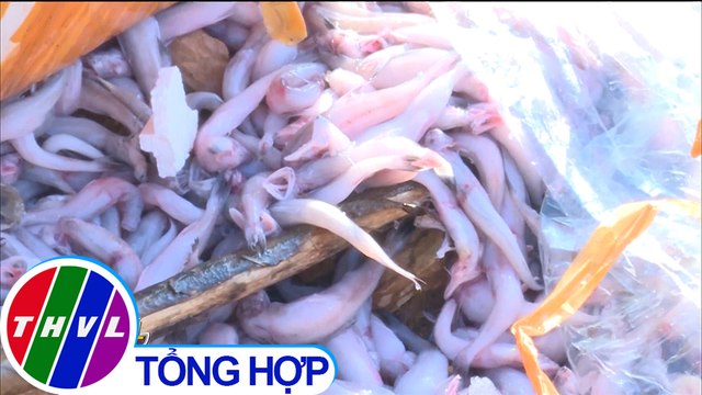 Bắt giữ và tiêu hủy trên 1,2 tấn cá khoai đông lạnh nhập lậu tại Quảng Ninh