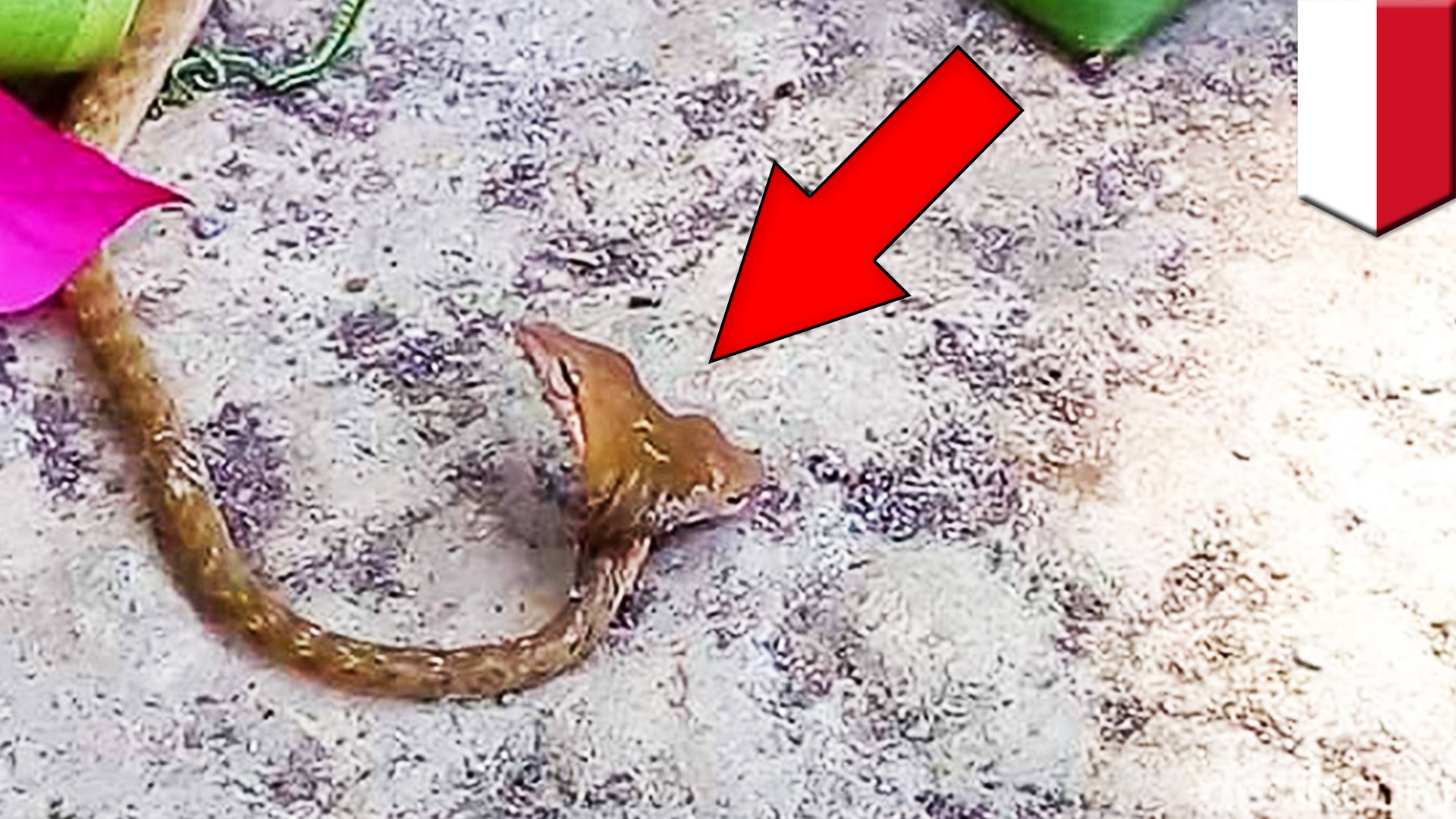 双頭 奇形動物 インドネシア バリ島で頭が二つあるヘビが発見される トモニュース 動画 Dailymotion