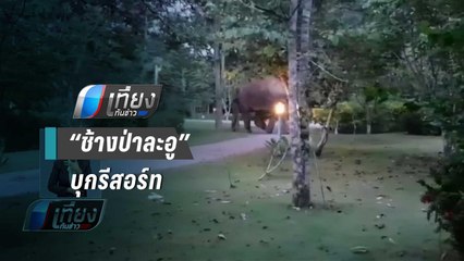 ปัญหา “ช้างป่าละอู” กระทบผู้ประกอบการรีสอร์ท ทำเสียรายได้ | เที่ยงทันข่าว